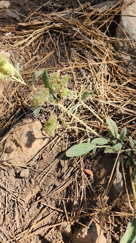 iNaturalist observation photo of Scorpionweeds