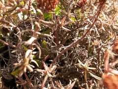Crassula pruinosa
