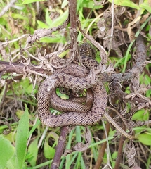 Dolichophis jugularis