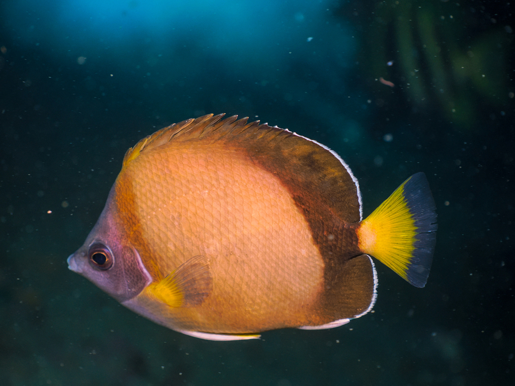 Japanese butterflyfish (Chaetodon nippon) — Chaetodontidae