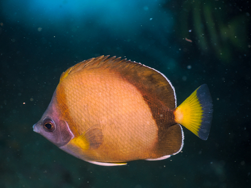 Japanese butterflyfish (Chaetodon nippon) — Chaetodontidae