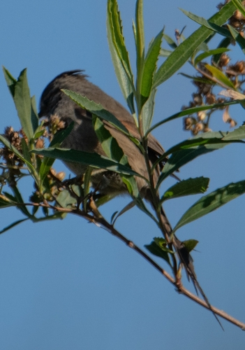Tufted Tit-Spinetail (Leptasthenura platensis), photo 4