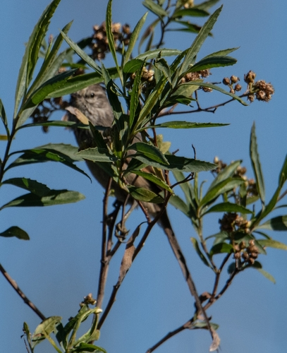 Tufted Tit-Spinetail (Leptasthenura platensis), photo 5