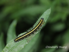 Taicallimorpha albipuncta