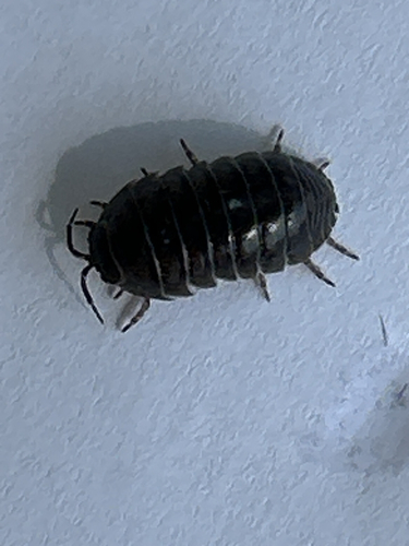 Common Pill Woodlouse
