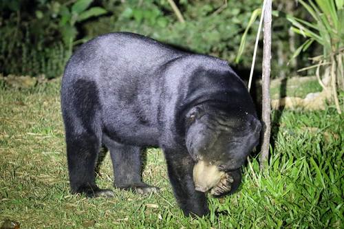 Sun Bear (Helarctos malayanus)