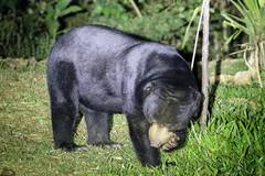 Helarctos malayanus malayanus