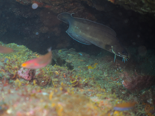 Brotula multibarbata observed 2026-07-04