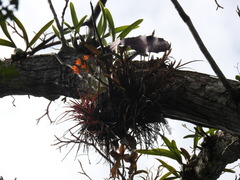 Guarianthe aurantiaca