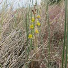 Linaria odora