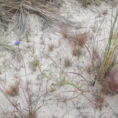 Linaria odora