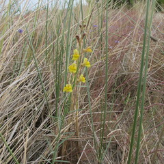 Linaria odora
