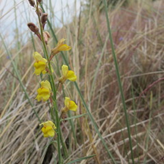 Linaria odora
