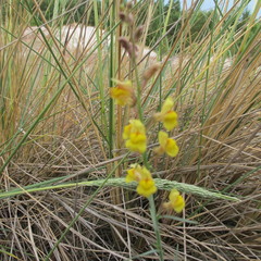 Linaria odora