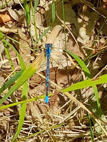Common Blue Damselfly
