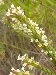 Struthiola hirsuta