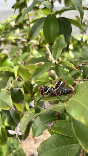 Violet-winged Grasshopper