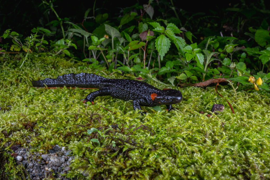 Taliang Knobby Newt