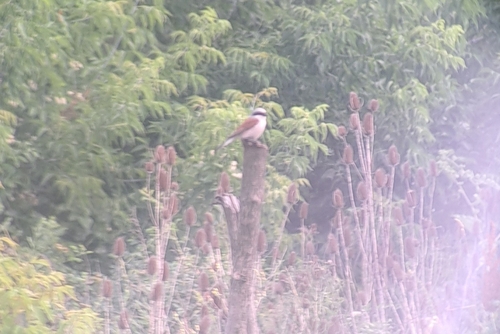 Red-backed Shrike