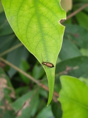 Pseudotheopea smaragdina