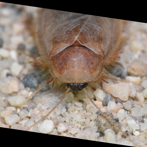 Hairy Desert Cockroach