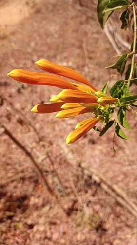 Flame vine