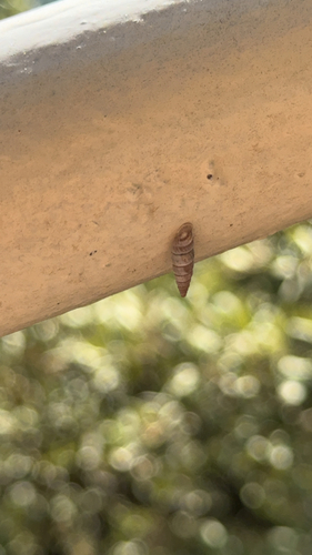 Solatopupa similis, Saint-Léger-du-Ventoux, photo 10 of 10