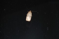 Agonopterix canadensis