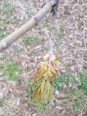 Acer negundo