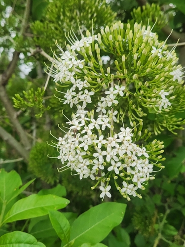 Pavetta indica observed 2026-07-03