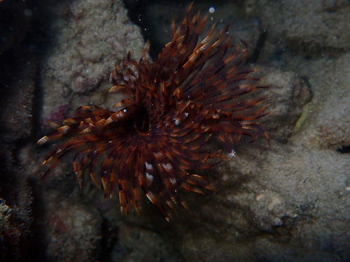 Sabellastarte spectabilis observed 2026-07-05
