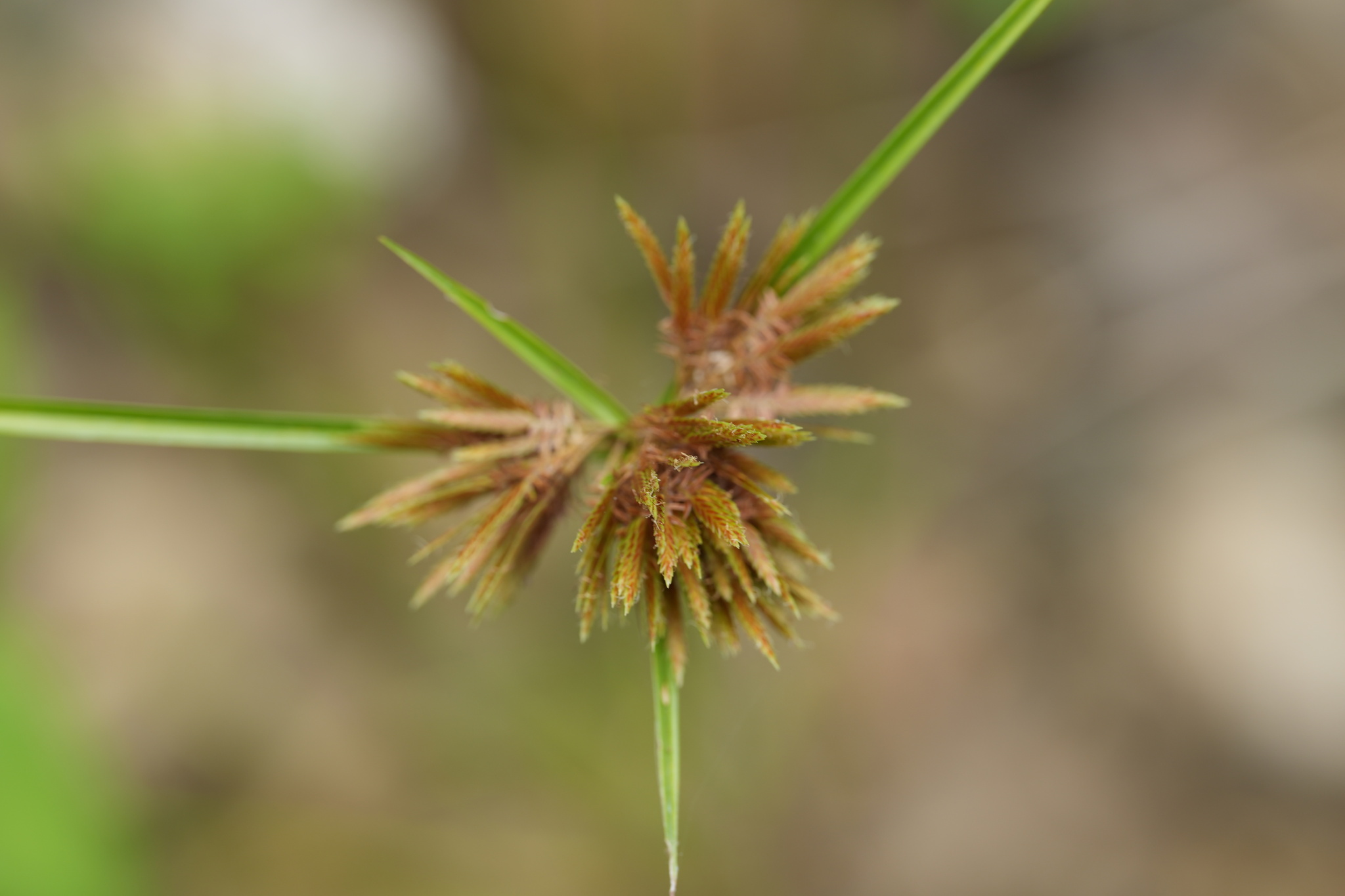 Cyperus polystachyos (Cyperus polystachyos)
