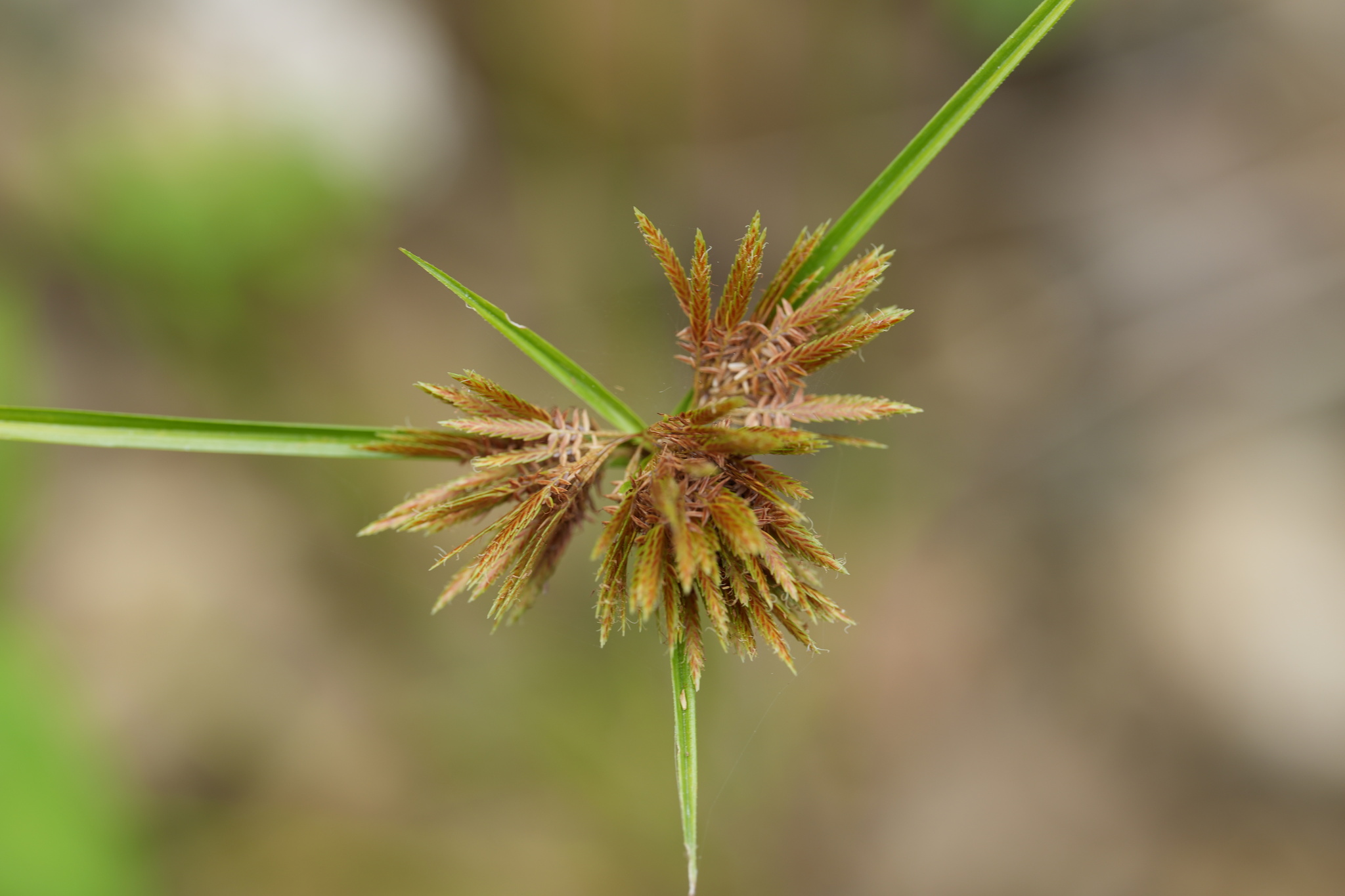 Cyperus polystachyos — ảnh 2