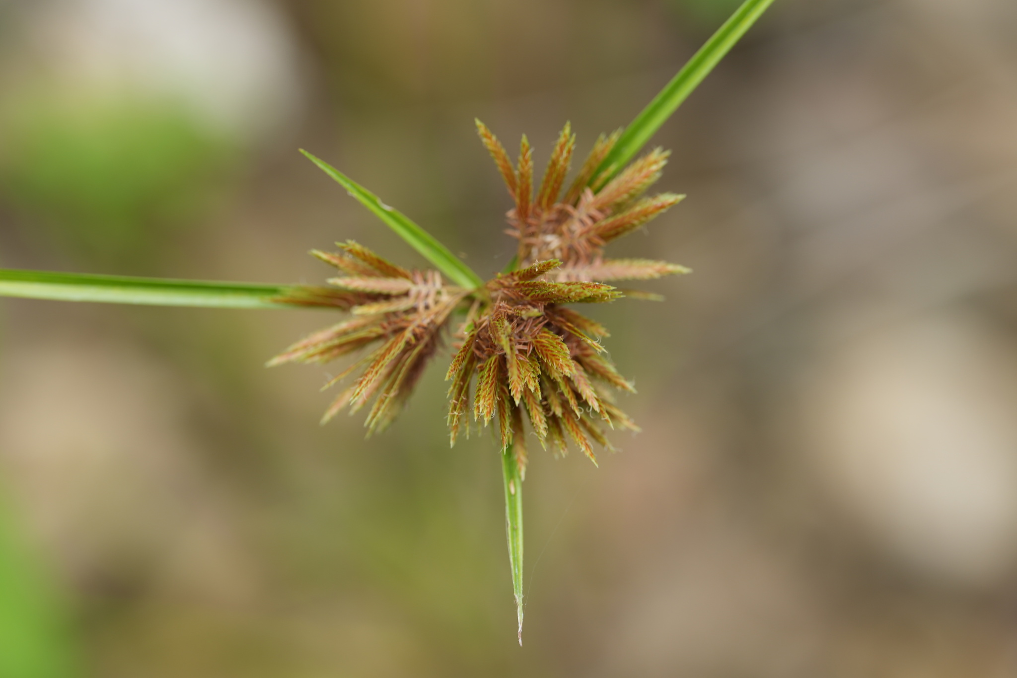 Cyperus polystachyos — ảnh 3