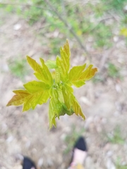Acer negundo