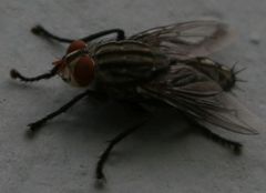 Sarcophagidae