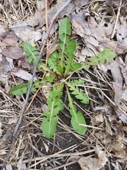 Taraxacum officinale