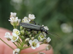 Oedemera virescens