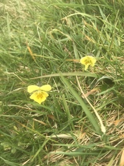 Viola lutea