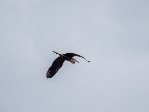 Purple Heron