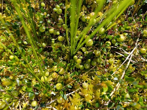 Наблюдение на iNaturalist