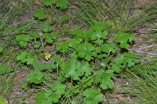 Lagopsis supina iNat (3)