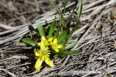 Ranunculus jovis