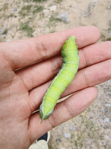 Ampelophaga rubiginosa