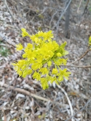 Acer negundo