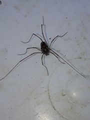 Platybunus pinetorum