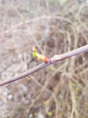 Rosoideae