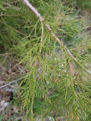 Tracheophyta