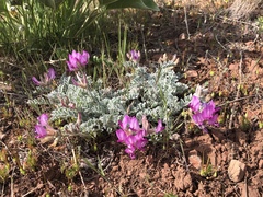 Astragalus utahensis