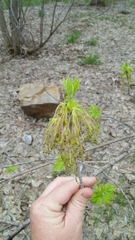 Acer negundo